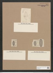 Navicula elliptica v. exarata Grun. (de-Toni-Nr.: Genus 1, Species 298) Zeichnungen Sammlung Grunow Nr. 686 (NHMW-BOT-W0367061)